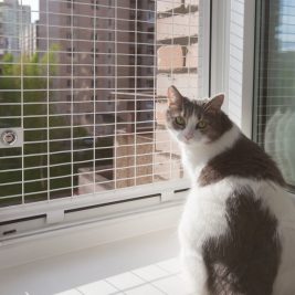 Москитные сетки на пластиковые окна и двери Москитные сетки на пластиковые окна и двери