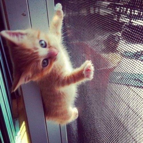 Москитные сетки на пластиковые окна и двери Москитные сетки на пластиковые окна и двери