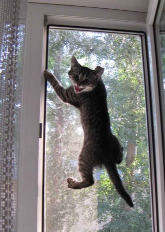 Москитные сетки на пластиковые окна и двери Москитные сетки на пластиковые окна и двери