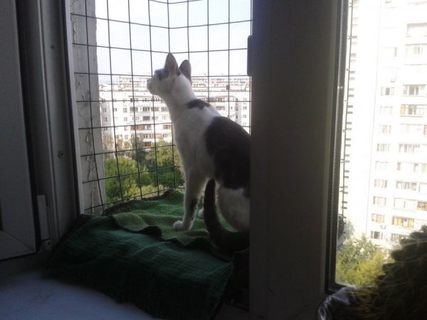 Москитные сетки на пластиковые окна и двери Москитные сетки на пластиковые окна и двери